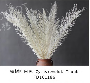 Preserved Cycas